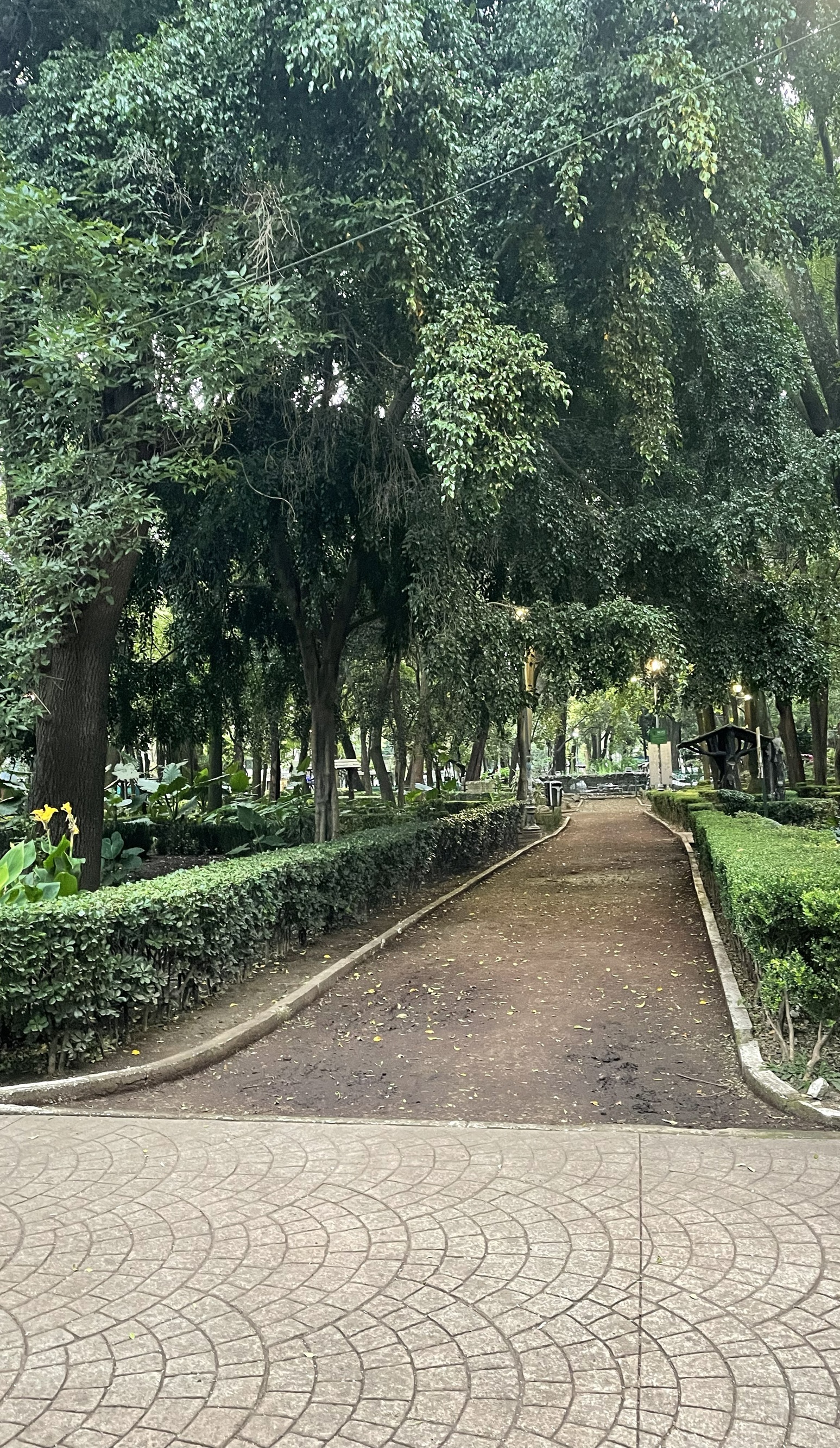 Public park city path under an arch of trees.